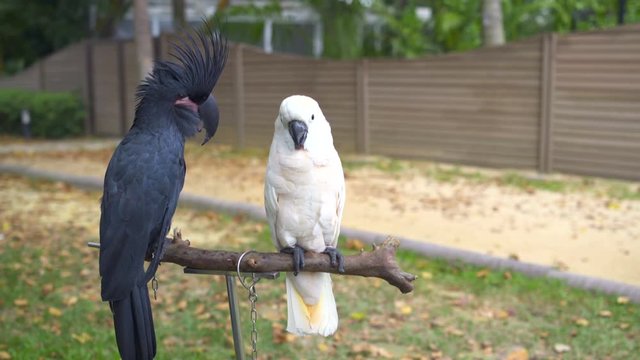 Black and white cockatoo parrots sit on a rack stand