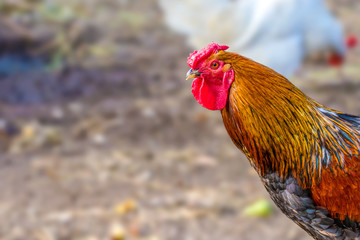  feathery bird colorful cock on a walking