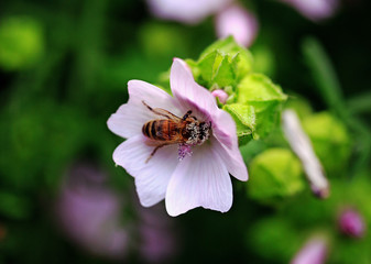Honeybee covered in pollen while feeding on a pale pink Malva (Malva moschata) flower against a...