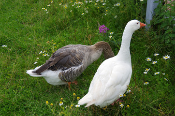 Obraz premium Geese on the grass