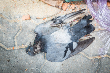 Dead lonly pigeon on street