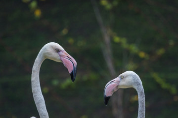 Fototapeta premium Head of Flamingo beautiful portrait