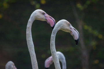 Head of Flamingo beautiful portrait