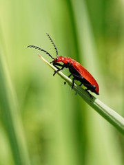 Red Cardinal Beetle 