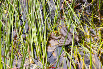 frog in lake vegitation
