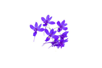 Obraz na płótnie Canvas Consolida regalis, forking larkspur, rocket-larkspur, field larkspur, delphinium flower, close-up, isolated on white