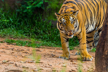 Fototapeta premium bengal tiger standing