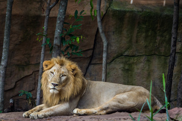 Naklejka na ściany i meble African lion resting