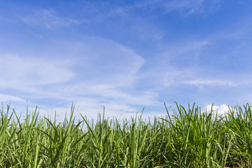 Fototapeta na wymiar Green corn field growing up
