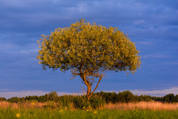 Żubr w naturze