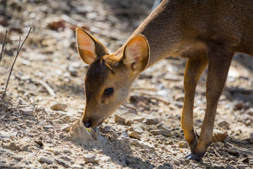 Little deer in soft morning light