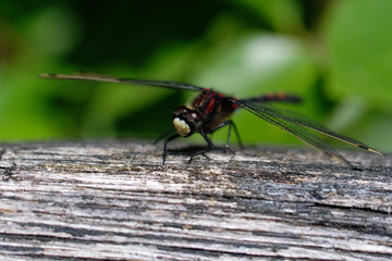 Kleine Moosjungfer - Leucorrhinia dubia auf einem Blatt - in einer Makroaufnahme