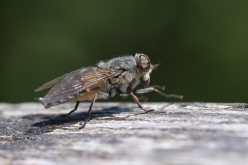 Bremse - Tabanidae in einer Makroaufnahme