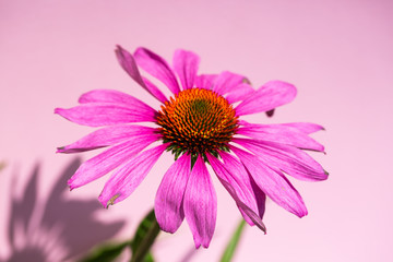 Echinacea purpurea, red sun hat, flower