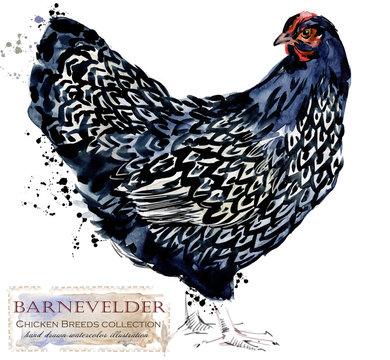 Poultry farming. Chicken breeds series. domestic farm bird watercolor illustration	