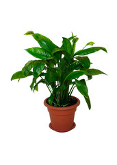 Spathiphyllum flower in a brown pot