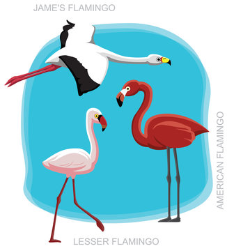 Bird Flamingo Set Cartoon Vector Illustration