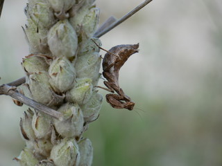 A young Ligariella mantis (nymph) resting on the stem of a mullein (Verbascum) after a filling meal