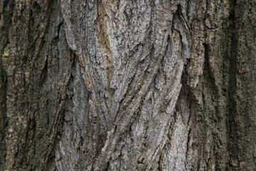 Texture of the bark of a tree.