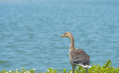 Goose on the shore of a lake in summer