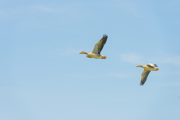 Obraz premium Gęsi latające w błękitne niebo pochmurne w słońcu latem