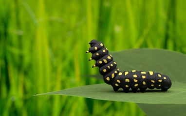 black caterpillar close green background , worm in nature, baby butterfly on leaf , sleep and stand on leaf 3D rendering 