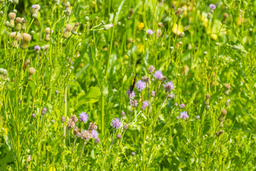Fototapeta premium Butterfly on a flower in sunlight in summer