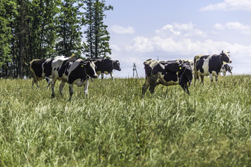 Motley cows that graze in the meadow with green grass. Mid summer . Milk farm . Podlasie, Poland.