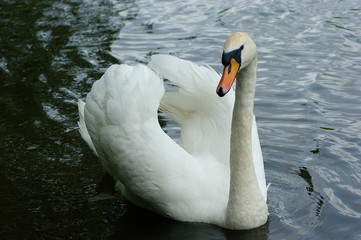 Beautiful swan