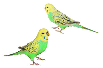 セキセイインコ　黄色～黄緑色　２羽のインコ