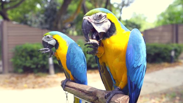 Parrots Ara eat nuts sitting on a rack stand