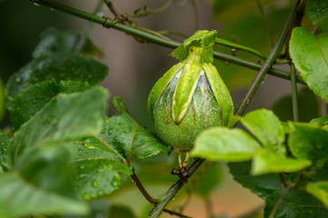 Passionfruit on tree in the garden.