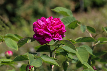 Flowers / Beautiful roses in the garden