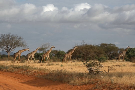 Giraffes stroll in the savannah