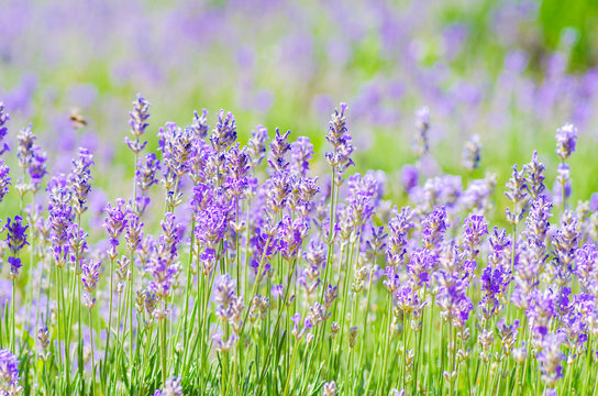 Fototapeta Flowering lavender in Crimea