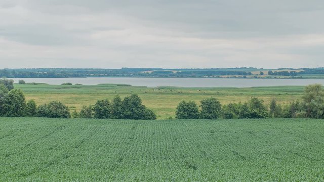 Cows grazing on a green field near big lake. Clouds Over the Green Field. Timelapse
