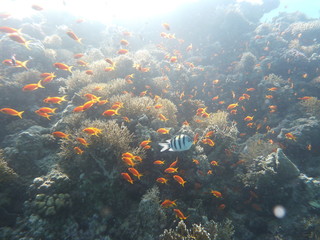 Fototapeta na wymiar Unterwasserfotografie am Roten Meer 