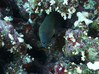 Unterwasserfotografie am Roten Meer 
