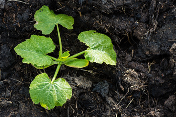 Natural organic background. Young sprout growing out from the so