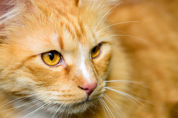 Close-up photo of beautiful adorable red cat