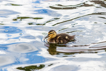 Little duckling on blue water 2