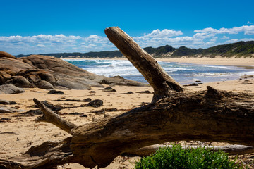 driftwood on beach