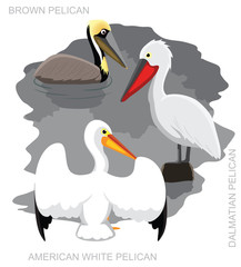Bird Pelican Set Cartoon Vector Illustration