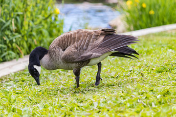 goose munching water weed