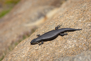 black lizard on rock
