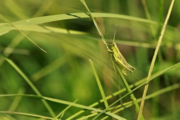Close up image of green locust, Chorthippus parallelus, sitting on stem in a meadow on a sunny summer day, blurry grass background, Czech Republic, Europe