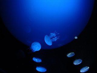 Jellyfish under water illuminated with blue light