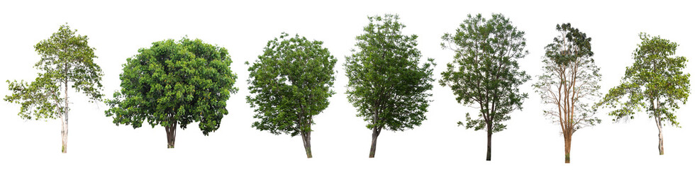 Obraz premium Tree isolated on a white background.