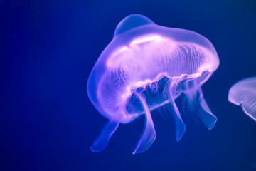Jellyfish under water illuminated with pink light