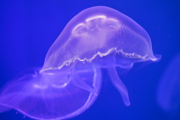 Jellyfish under water illuminated with pink light